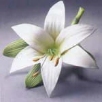 lillies001.jpg